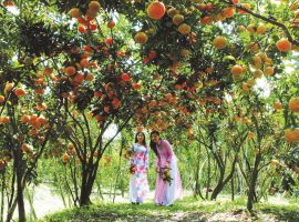 Về miền Tây tham quan vườn trái cây đẹp đến nao lòng du khách